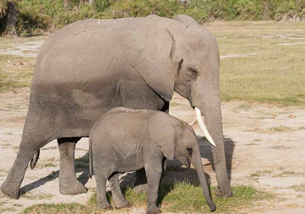 400 Suggestions for Name ceremony of Baby Elephant Dudhwa Park
