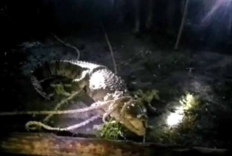 नदी से निकलकर गांव के बीच पहुंचा विशालकाय मगरमच्छ, कई घंटों बाद वन विभाग ने किया रेस्क्यू