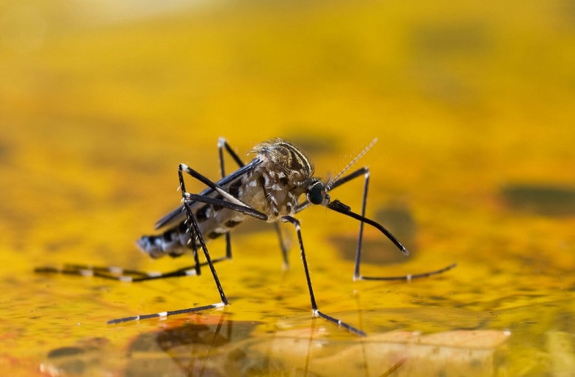 West Nile Virus Know Mosquito-borne Disease, its Symptoms