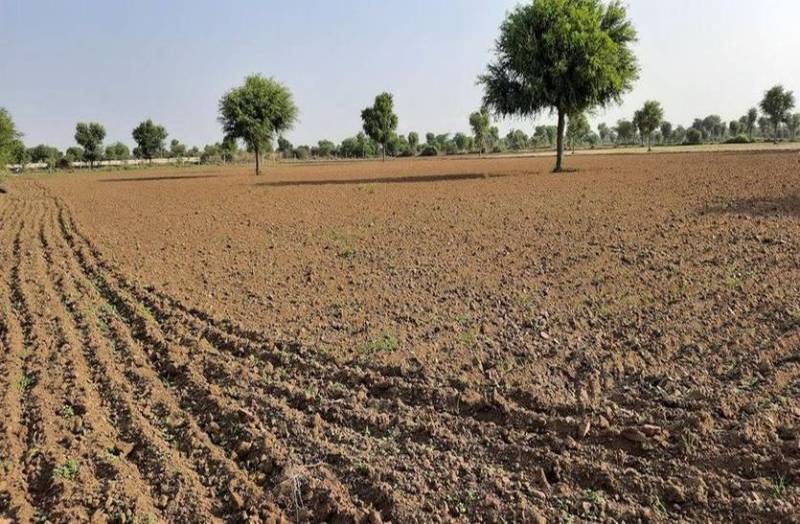 बरसात का इंतजार, आंखों के सामने सूख रही फसल