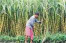 sugar cane farmers