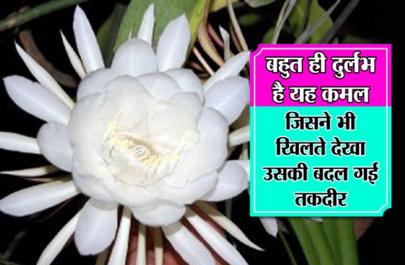 रिटायर्ड टीचर के घर आधी रात को खिला ब्रह्म कमल, दुर्लभ फूल को देखने लोगों का लगा तांता, आप भी जानिए क्यों है यह खास