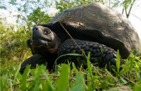 tortoise