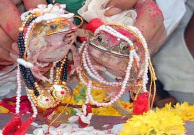 सोनभद्र में मेंढक-मेंढकी की धूमधाम से हुई शादी, वजह जानेंगे तो उड़ जाएंगे होश