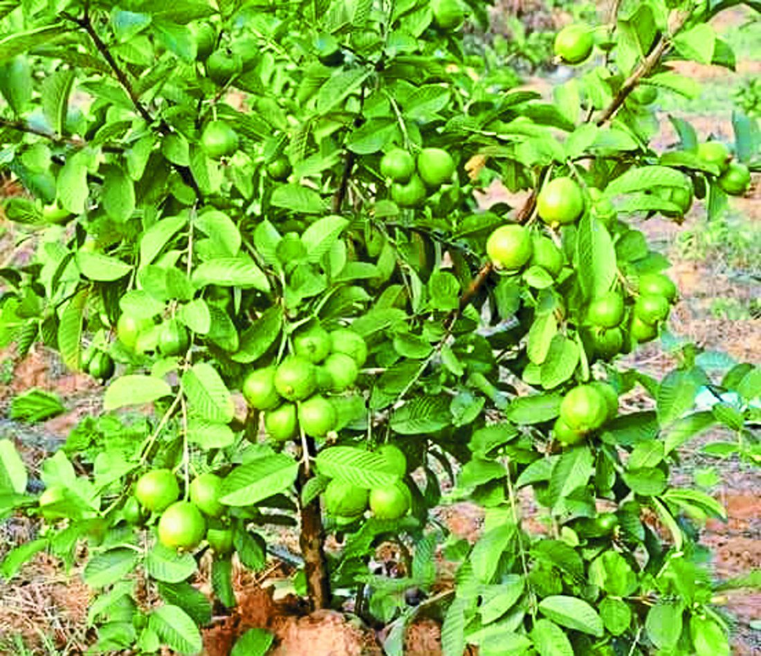 Satna guava news