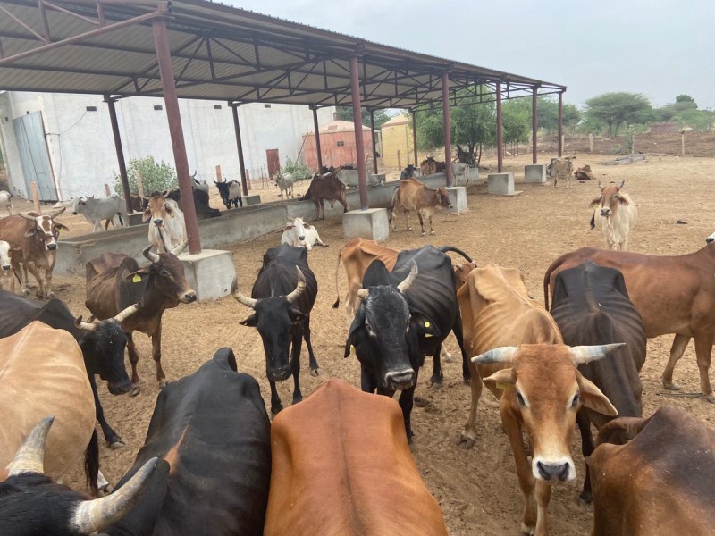 अपने बलबूते खड़ी की गोशाला, अब 500 गोवंश को मिल रहा आश्रय