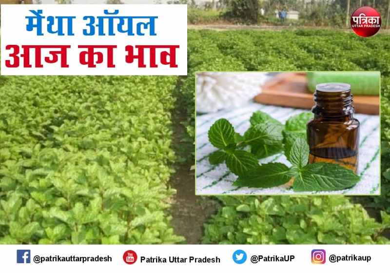 Mentha Oil Rate Today Mint oil Price in India