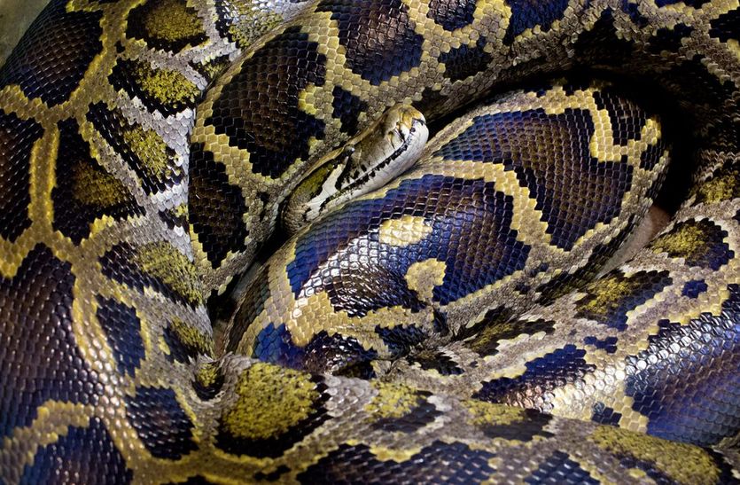 Python tied in mosquito net in Tikamgarh