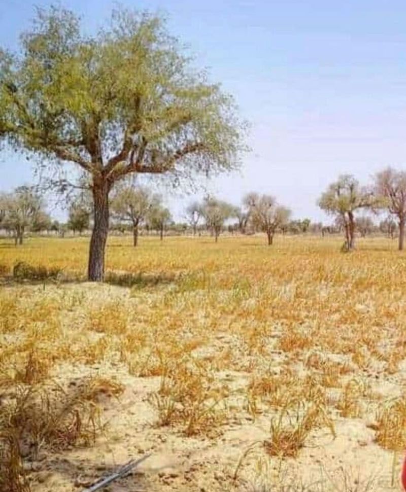 जल रही खड़ी फ़सलें टूट रही आस