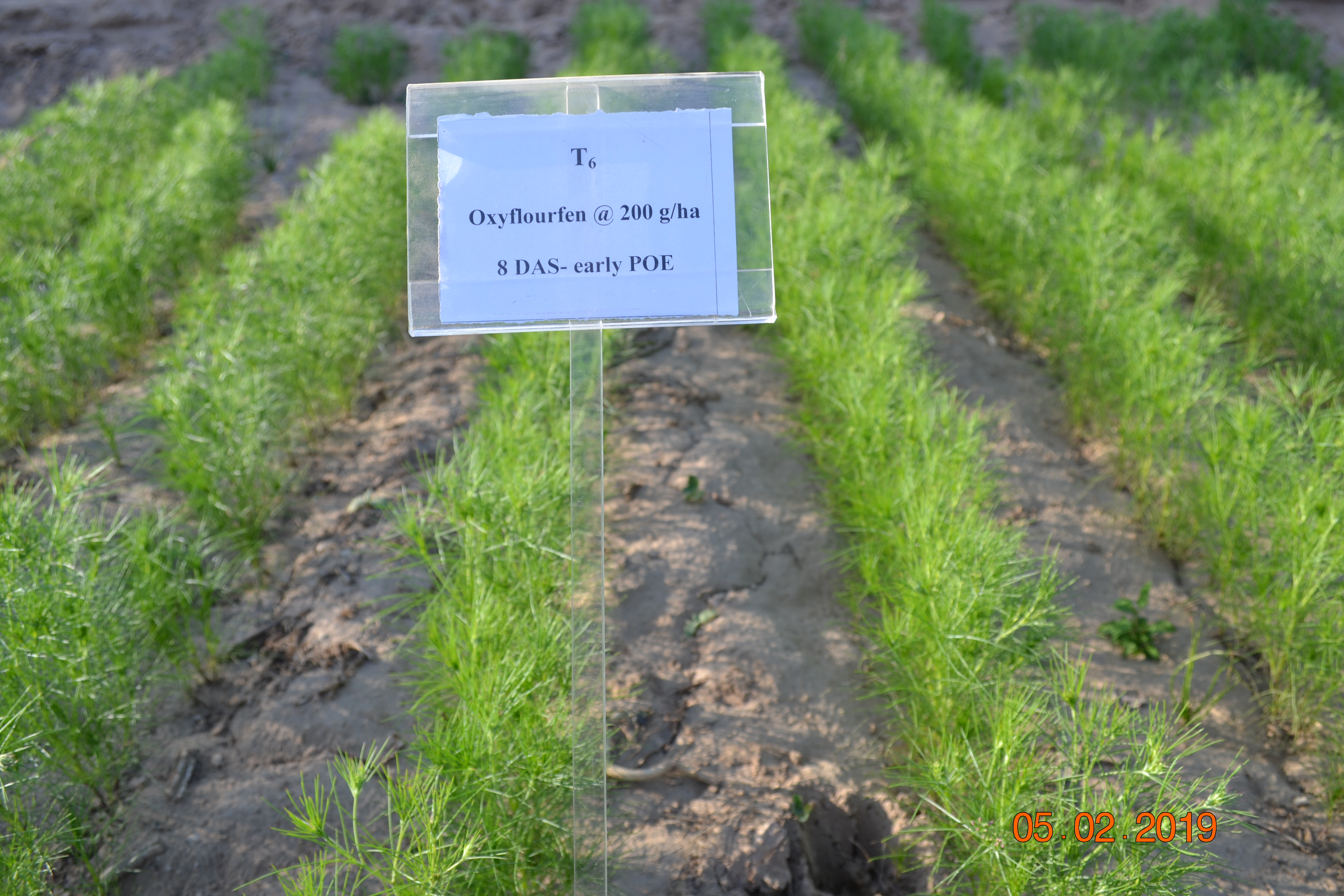 WILD ONION--वाइल्ड ओनियन के खतरे से बचेगी जीरे की फसल