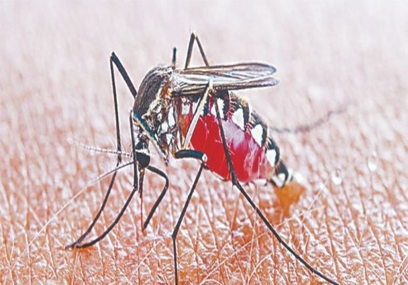 Dengue Outbreak in Varanasi BHU Hospital