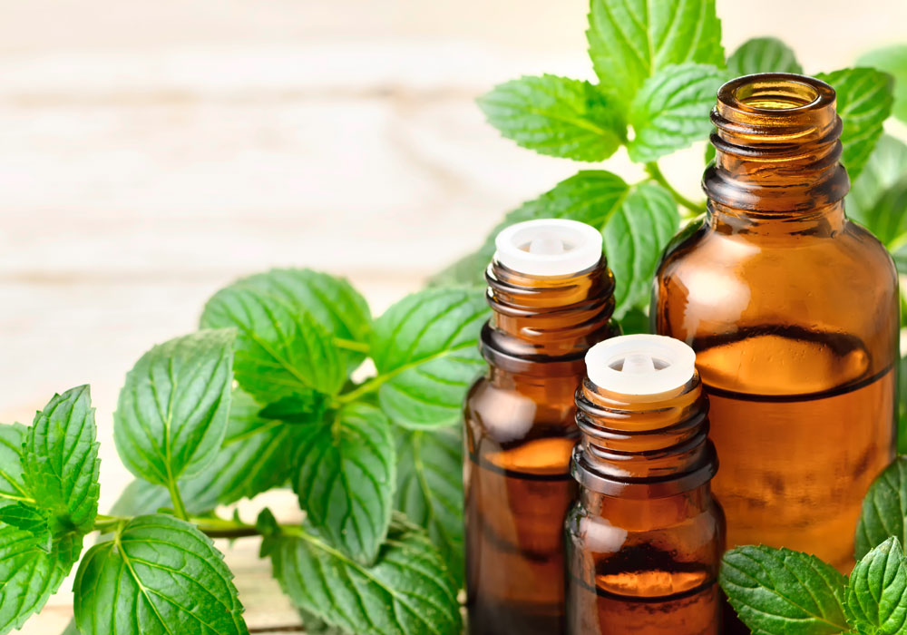 Mentha Oil Price Rate Mentha Oil Rate Mint Oil Price