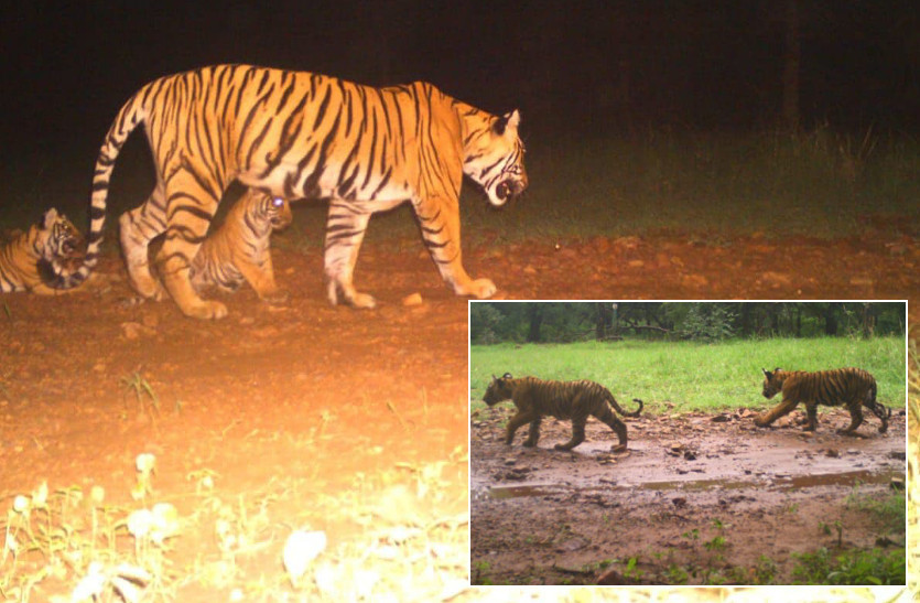 Tigress T-105 gives birth to three cubs in Ranthambore