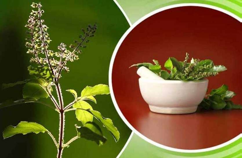 Benefits of tulsi