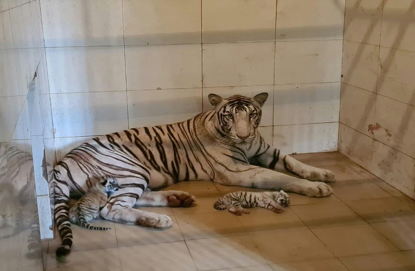 ग्वालियर के चिडिय़ाघर में सफेद बाघिन मीरा दूसरी बार मां बनी, 2 शावकों को दिया जन्म