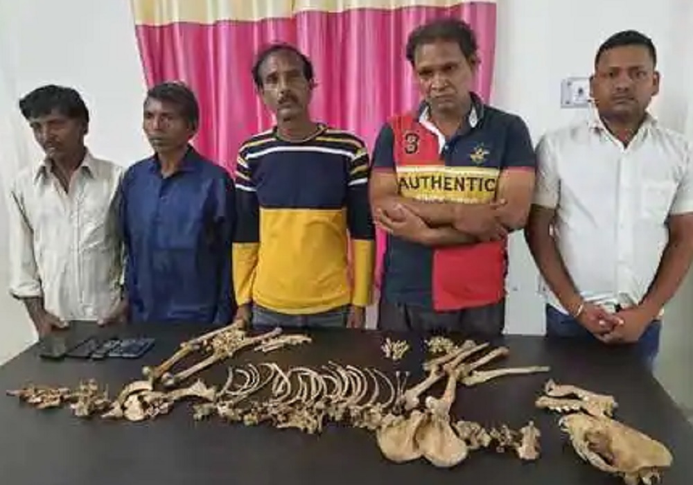 तेंदुआ की हड्डियां बताकर बेच रहे थे लकड़बग्घे की हडि्डयां, पांच तस्कर गिरफ्तार