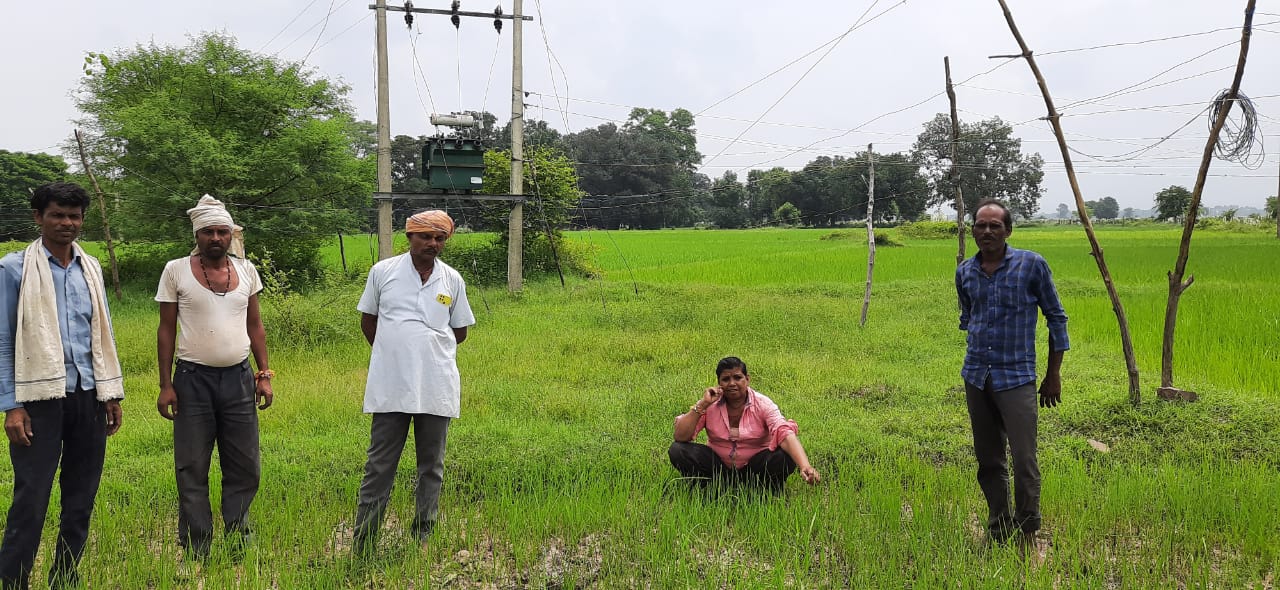 Paddy farmers did not get the benefit of crop insurance