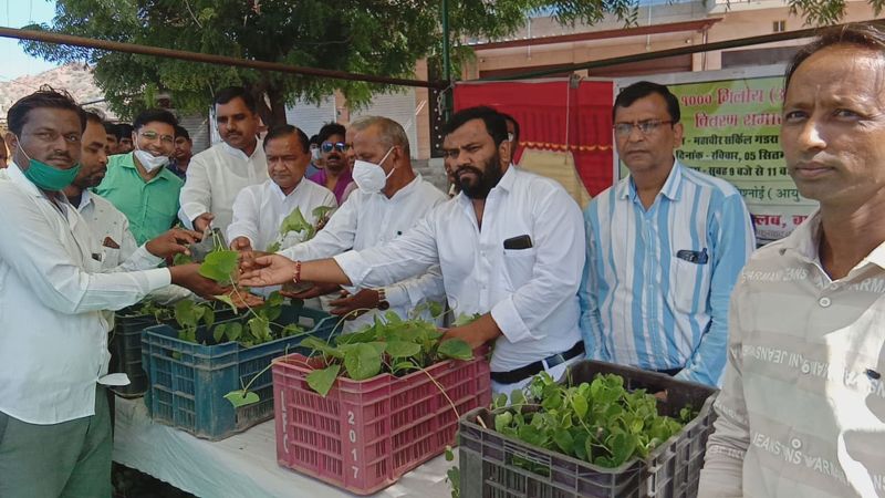 मौसमी बीमारियों के इलाज में गिलोय की महत्वपूर्ण भूमिका-जैन