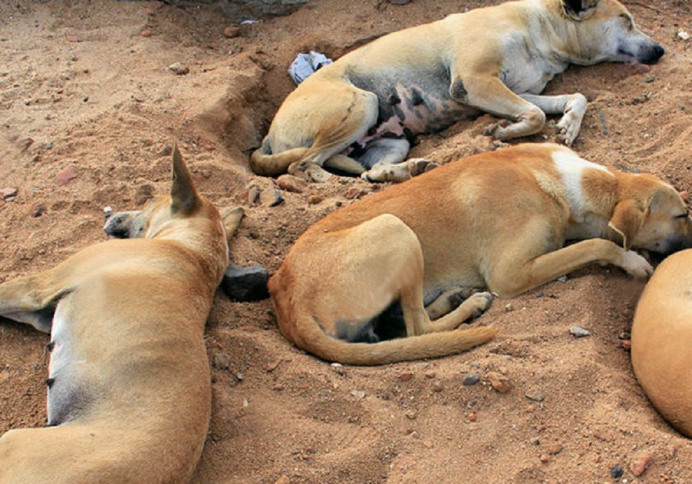 महोबा में जहरीली रोटी खिलाने से 20 कुत्तों की मौत, अज्ञात पर मामला दर्ज