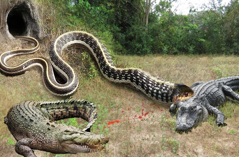 Most dangerous snake python crocodile Gandhi Zoological Park Gwalior