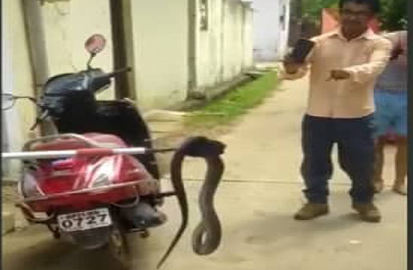 Snake Catching Video Katni Live Video Of Snake Catching Katni