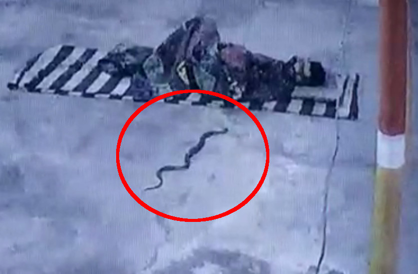 Snake entwined in blanket at banswara