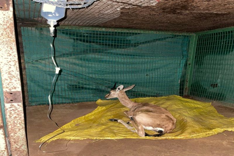 मनोवैज्ञानिक सदमे से उबार कर बचाई गर्भवती चिंकारा की जान