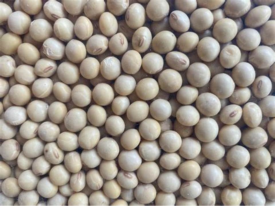 ग्वार-गम में उछाल जारी