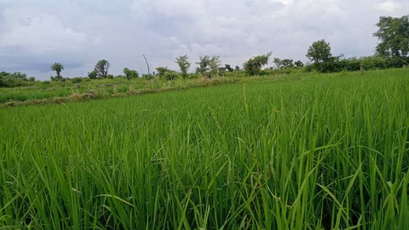 किसानो को उम्मीदों को लगे पंख