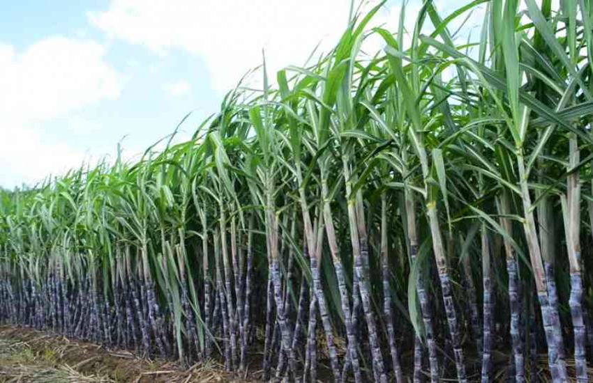 sugarcan.jpg