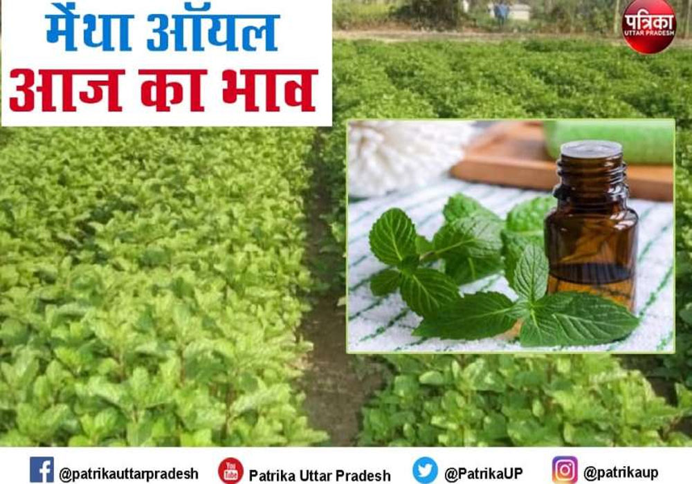 Mentha Oil Price Mentha Oil Rate Mint Oil rate n Price