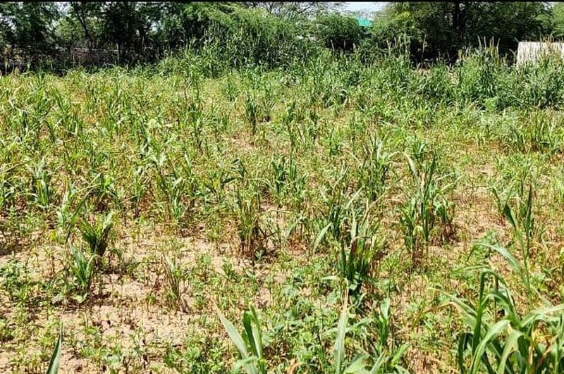 बोई फसलों को संजीवनी, बागवानी को फायदा