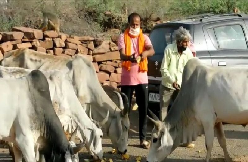 Gau Sewa Sansthan is engaged in the service of the helpless animals