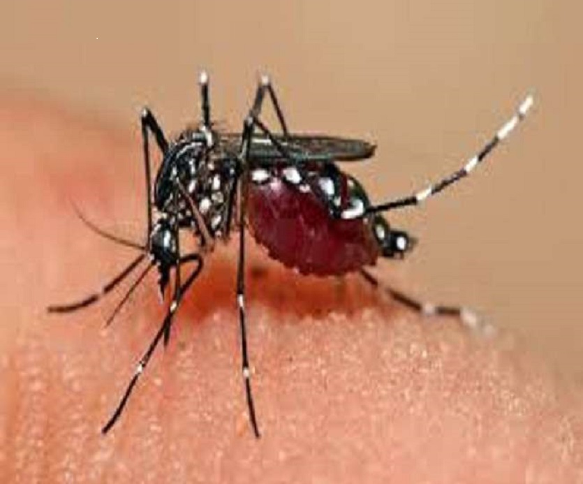 डेंगू लार्वा की जांच में निगम ने 50 प्रकरणों में स्पॉट फाईन