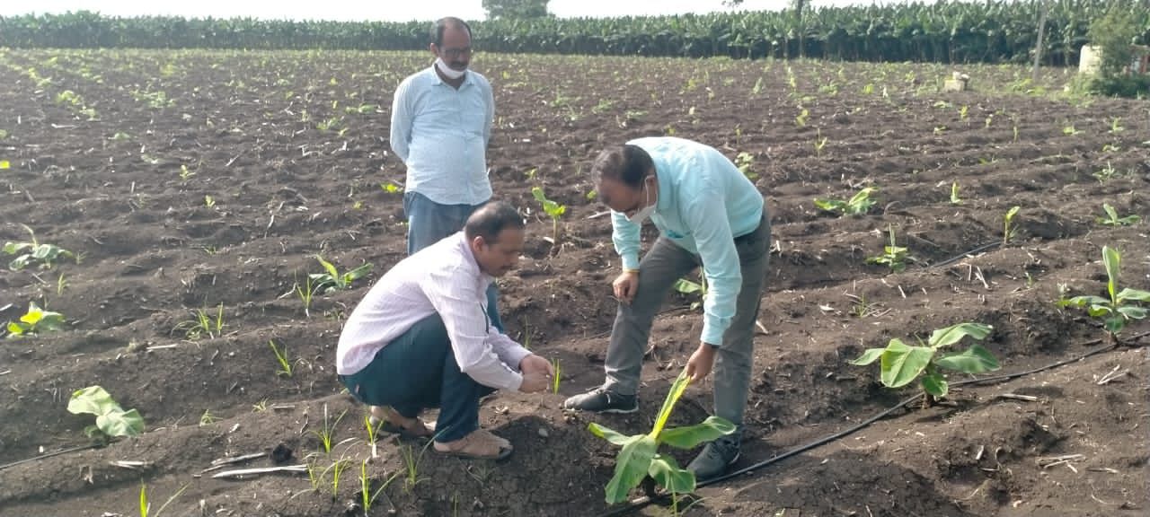 CMV virus on banana crop, the officer said the effect of climate change