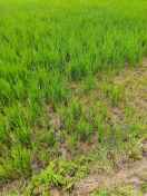 3 साल के लिए बनाया था जैविक खेती का लक्ष्य, किसानों तक नहीं पहुंच पाया सिस्टम, निजी कंपनियों ने भी नहीं दिखाया उत्साह