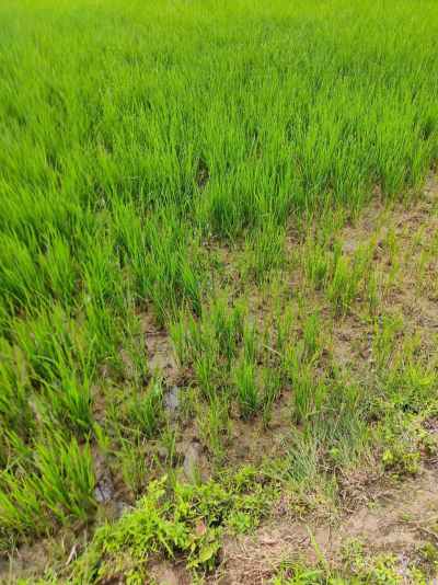 3 साल के लिए बनाया था जैविक खेती का लक्ष्य, किसानों तक नहीं पहुंच पाया सिस्टम, निजी कंपनियों ने भी नहीं दिखाया उत्साह