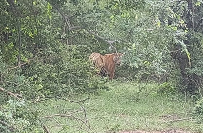 An employee returning from duty saw a tiger in the forest of Jhiri