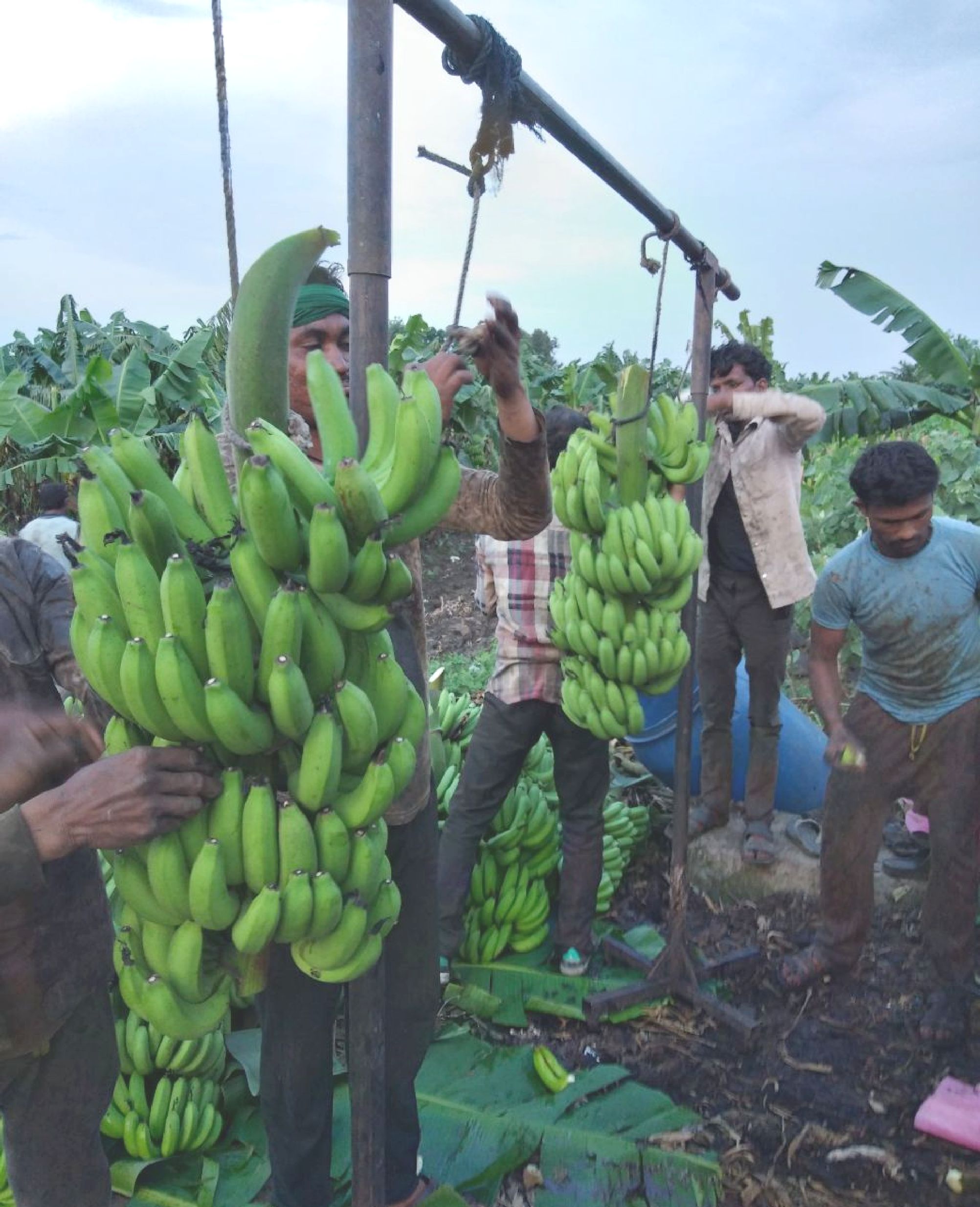 Burhanpur Banana's sweetness is dissolving to foreign countries