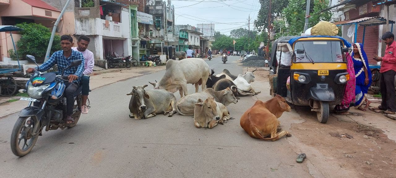 Cattle sitting on the roads are becoming the cause of accidents
