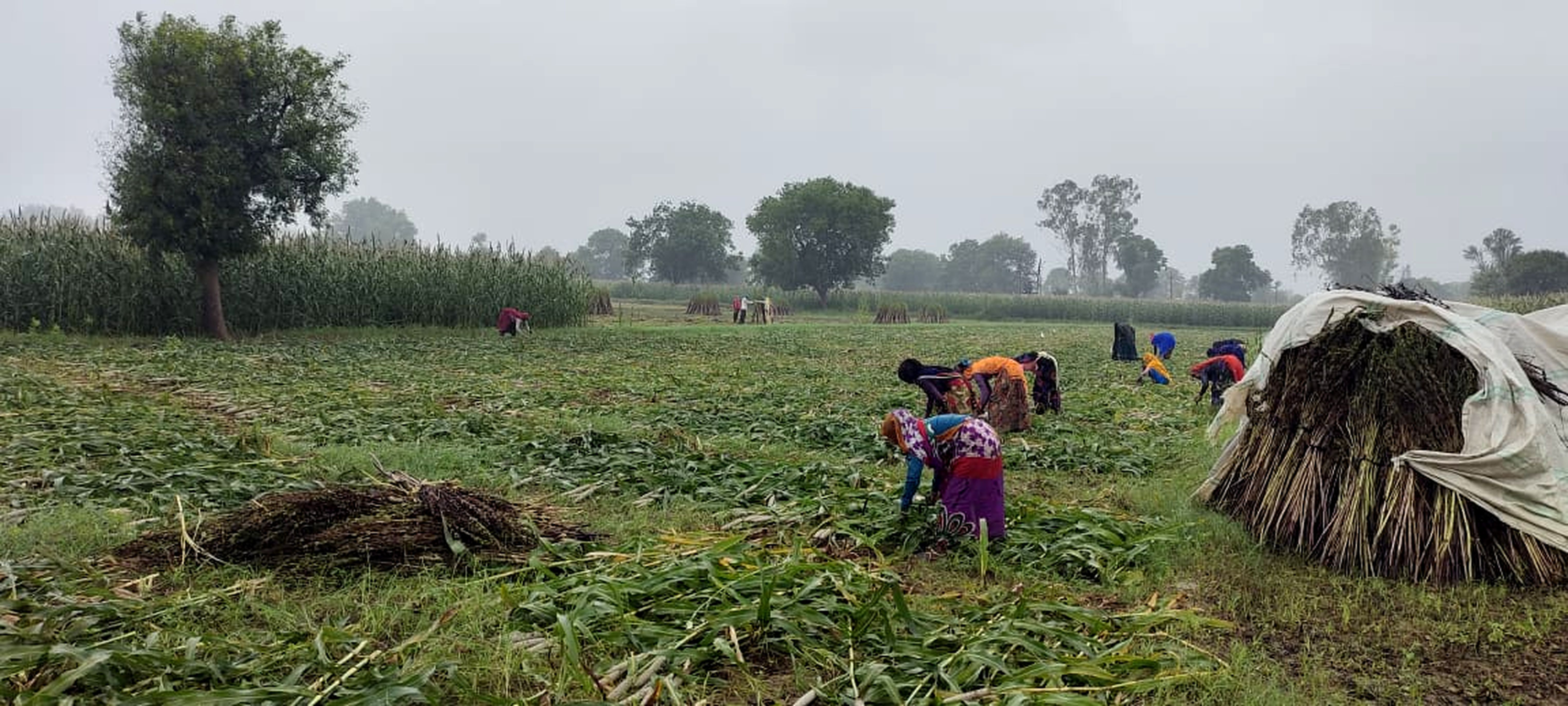 करौली: मौसम के बदले मिजाज ने बढ़ाई किसानों की बैचेनी
