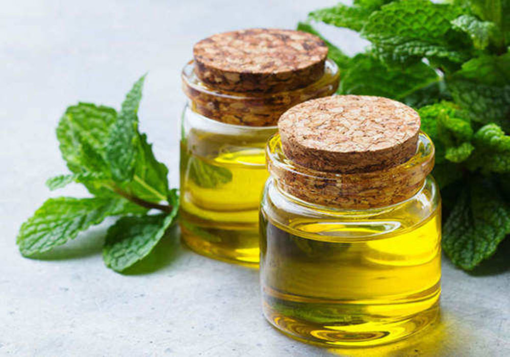 Mentha Oil Price Mentha Oil Rate Mint Oil rate n Price