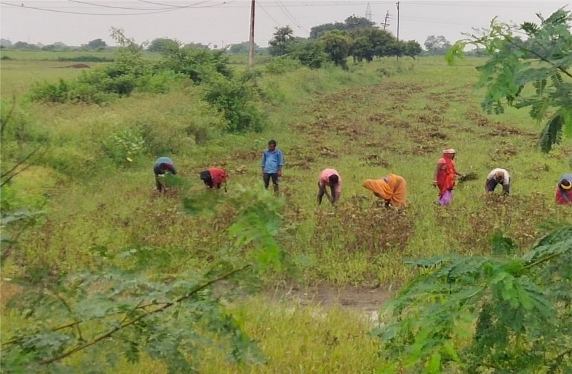 Farmers engaged in saving urad crop safely, frequent rains become trouble