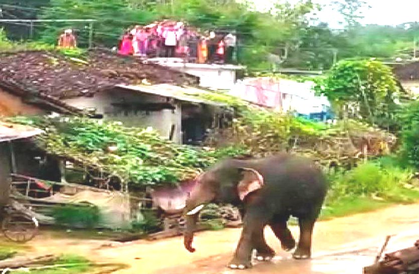 बालोद के गांवों में जंगली हाथियों का उत्पात, गलियों में दिनभर घूमते रहा दंतैल, घरों को छोड़ छत पर दुबके लोग