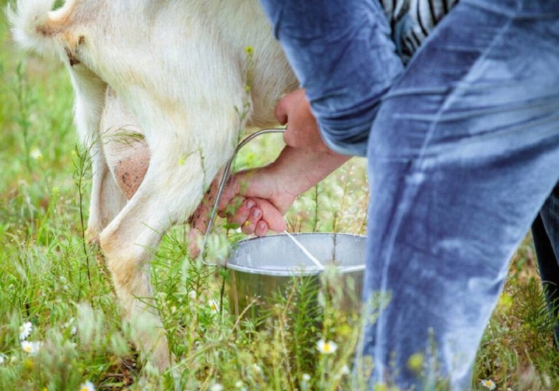 भैंस की तुलना में बकरी का दूध हुआ महंगा, लोगों के लिए बन रहा वरदान