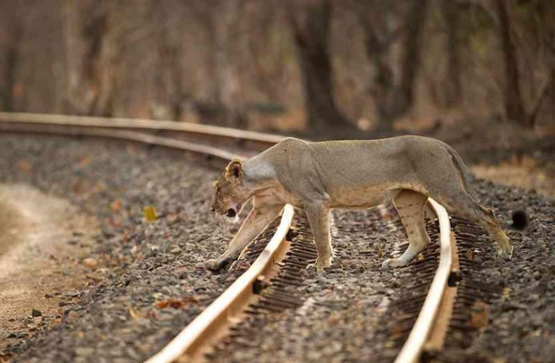 लोको पालयट की सतर्कता से बची शेरों की जान