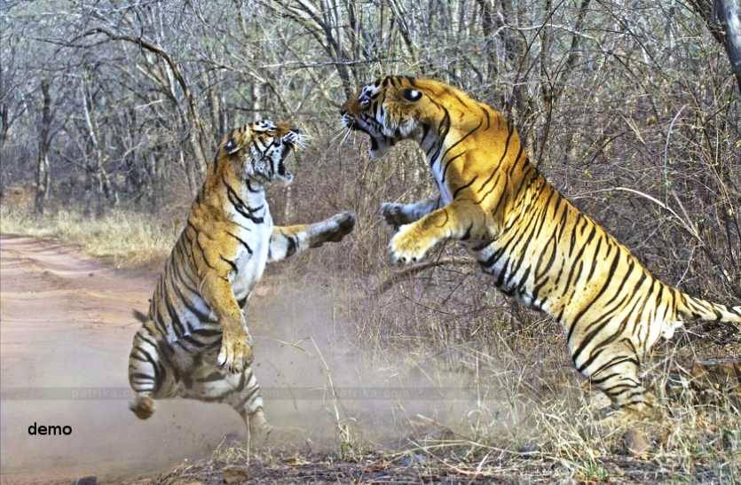 tigers_fight_1.jpg