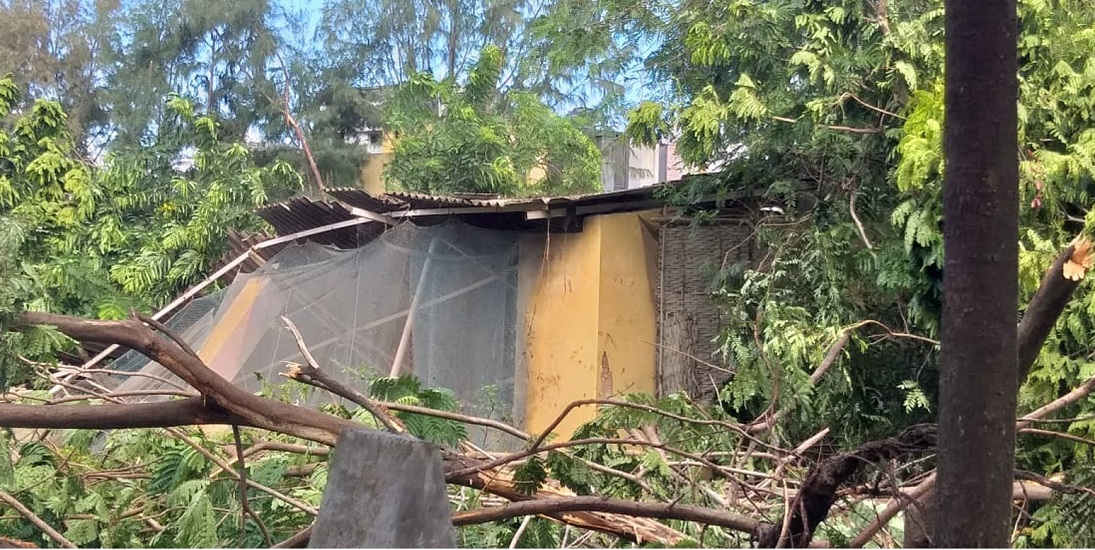 वेरावल में 1800 वृक्ष काटने का आरोप