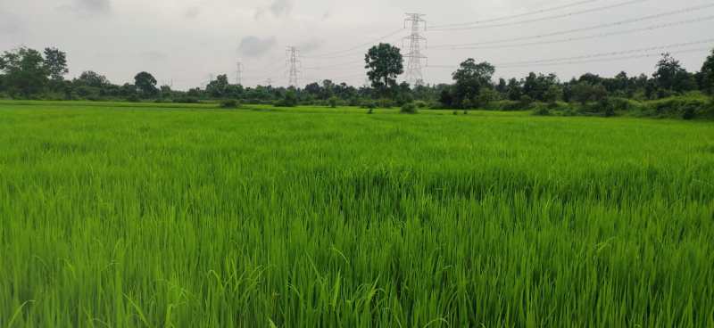 Farm is not suitable for soybean, farmers are adopting paddy cultivati