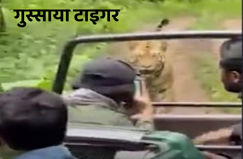 Angry tiger attacked tourists in Pench Tiger Reserve Seoni
